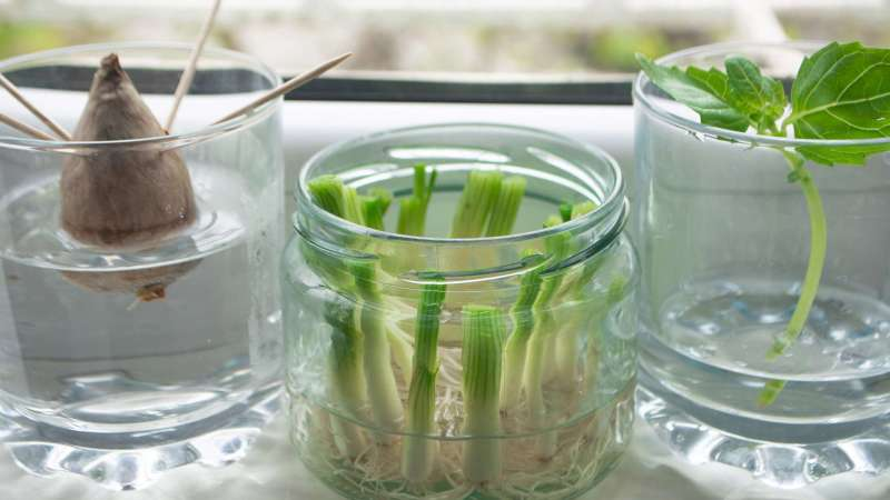 Regrowing von Gemüse: Geeignete Sorten und Anleitung Thumb