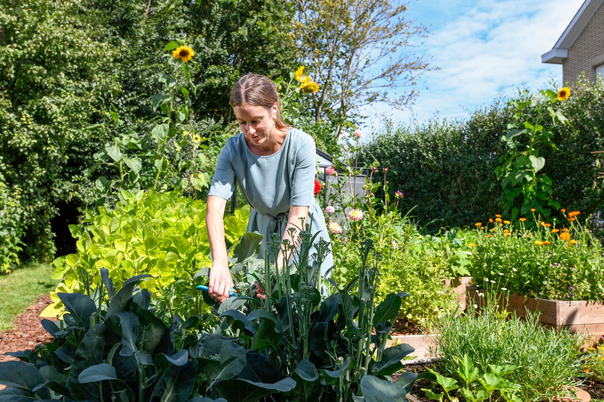 Fruchtfolge im Garten: Gemüse nach Plan erfolgreich anbauen Thumb