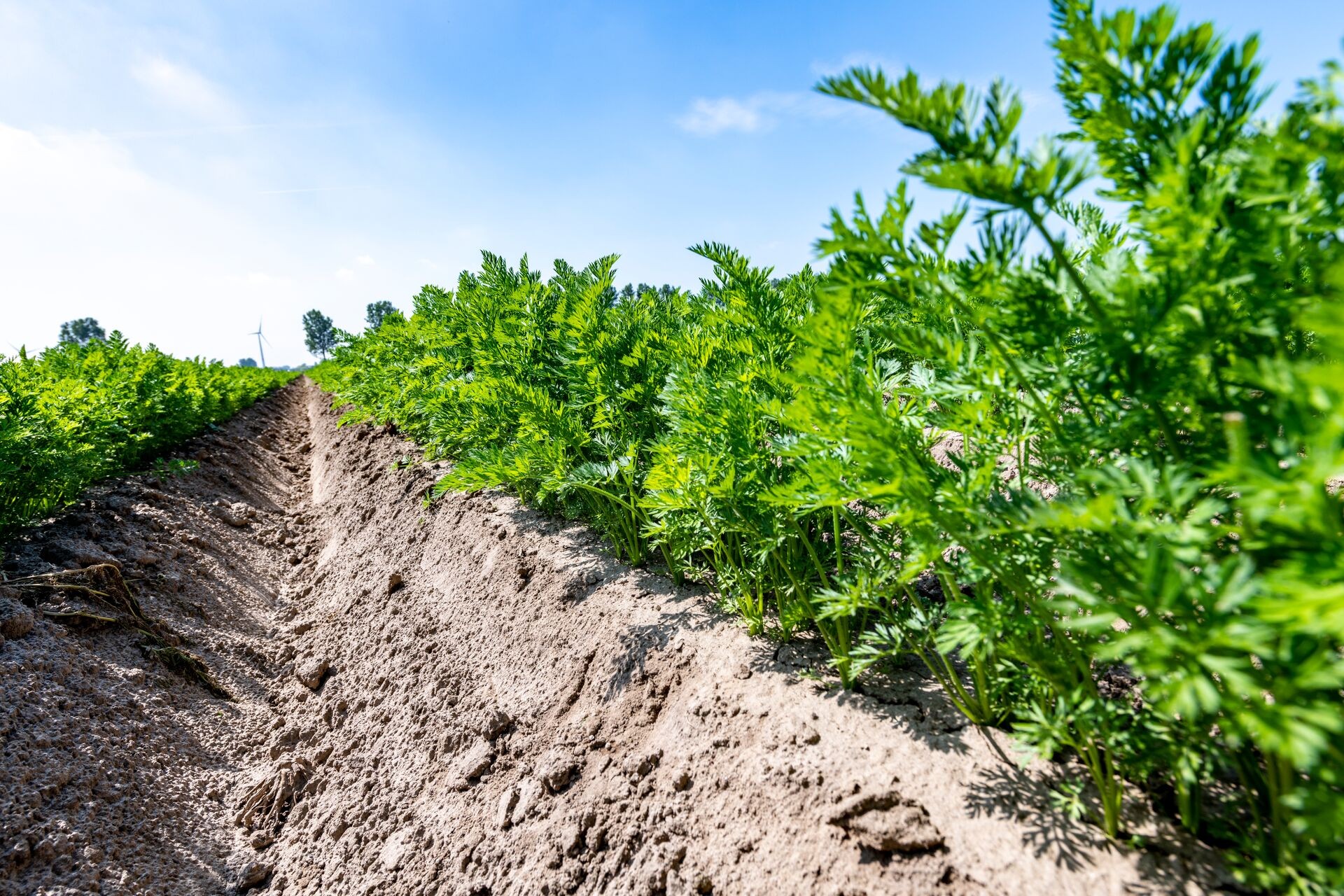 DCM ECOR®, der 100% organische Dünger für den ökologischen Landbau und Gartenbau. Thumb