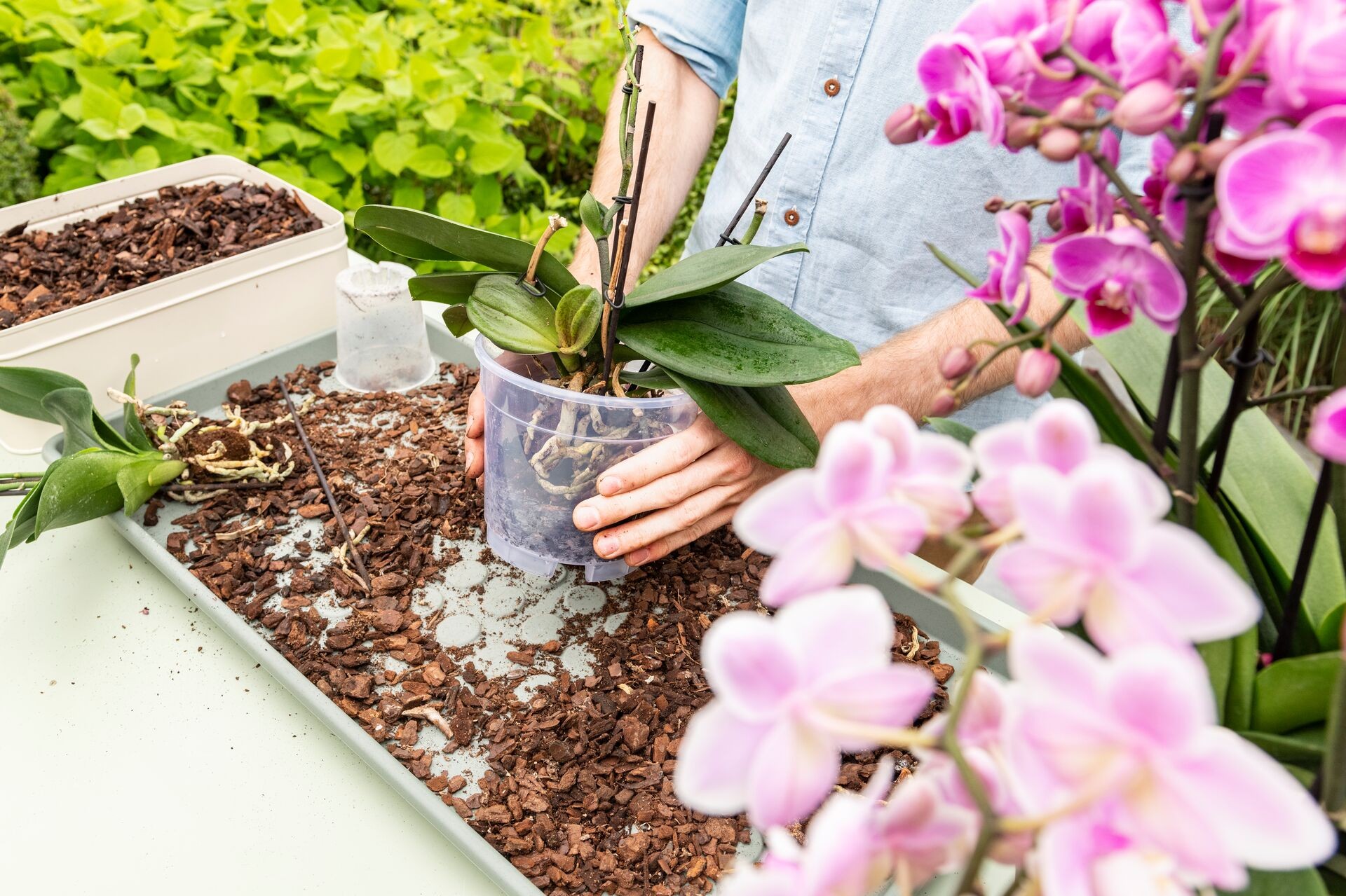 Orchideen pflegen, gießen und düngen Thumb