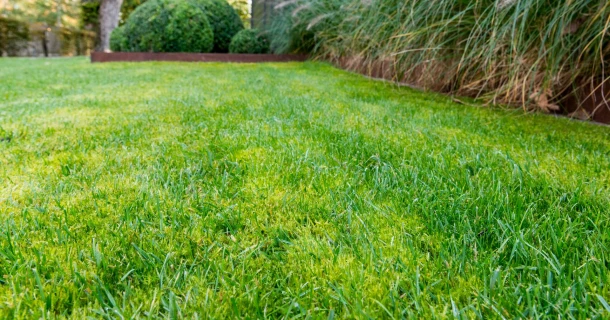 Rasenkrankheiten erkennen & bekämpfen: Bilder, Ursachen & Lösungen für Profis Thumb