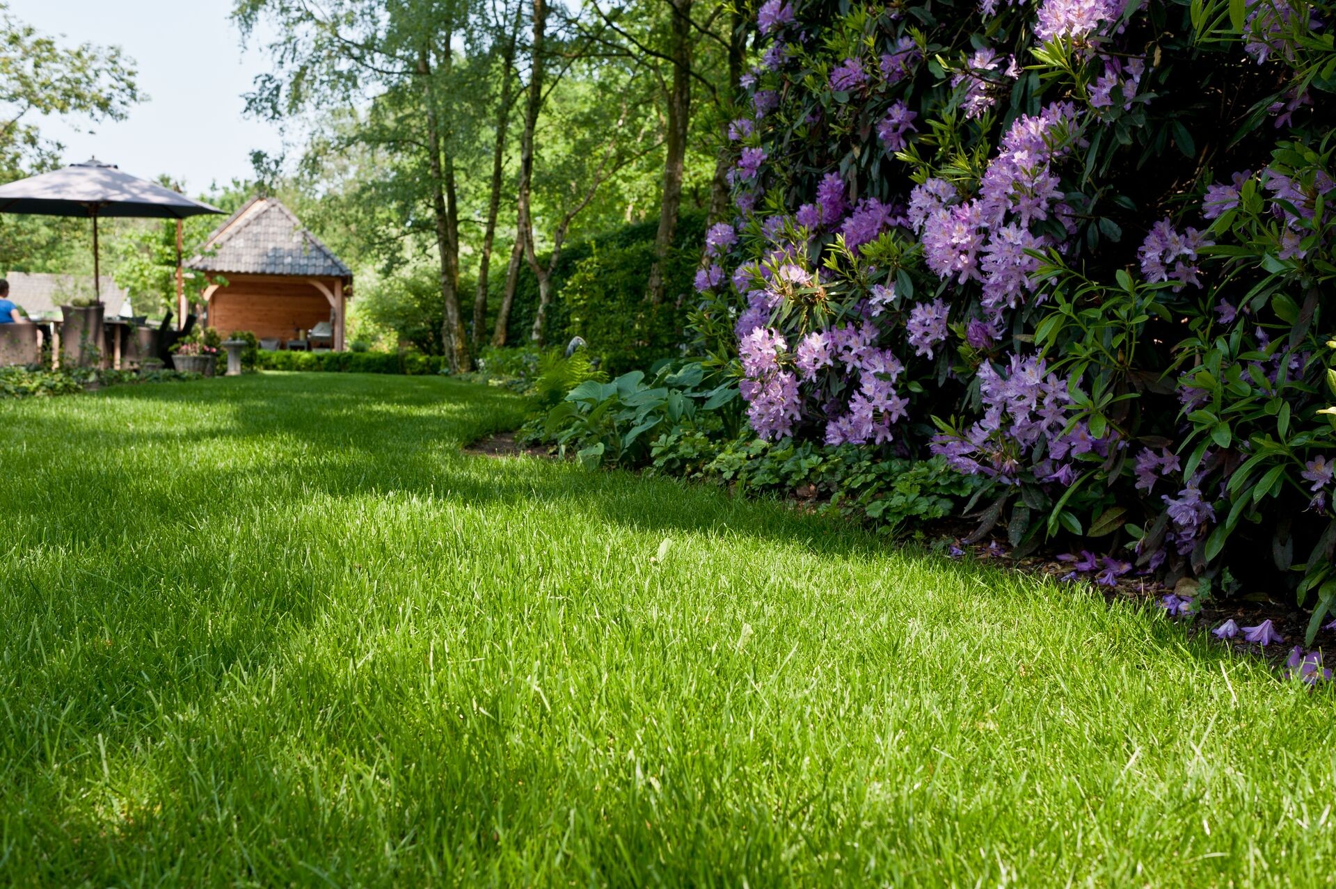 Der Schattengarten – geeignete Pflanzen, Tipps und Pflege Thumb