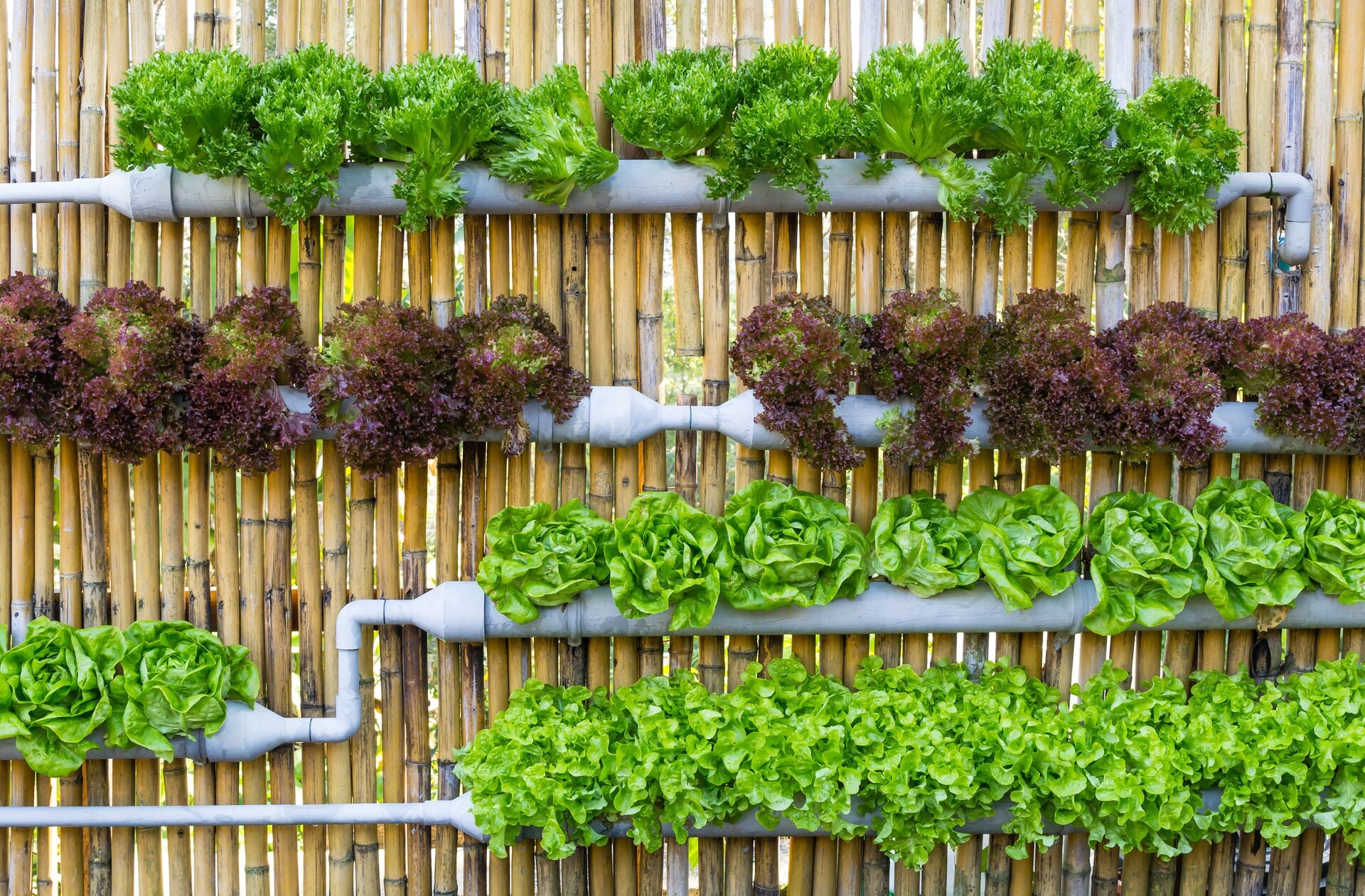 Vertical Farming zuhause Thumb