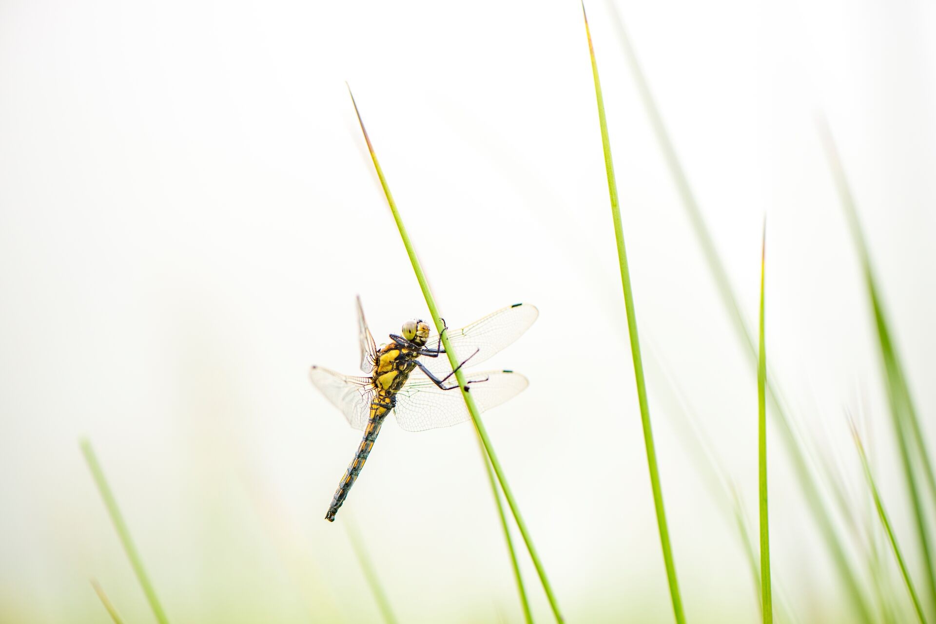Insektenfreundlicher Garten – Tipps und Anleitung für mehr Artenvielfalt Thumb