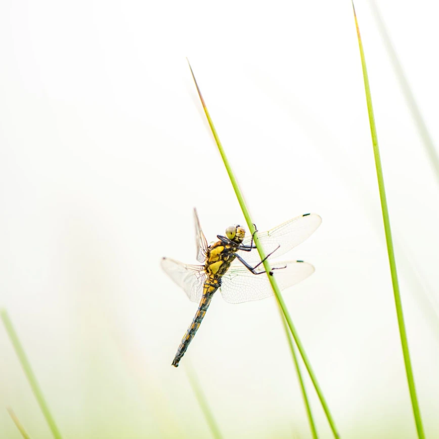 Insektenfreundlicher Garten – Tipps und Anleitung für mehr Artenvielfalt Thumb