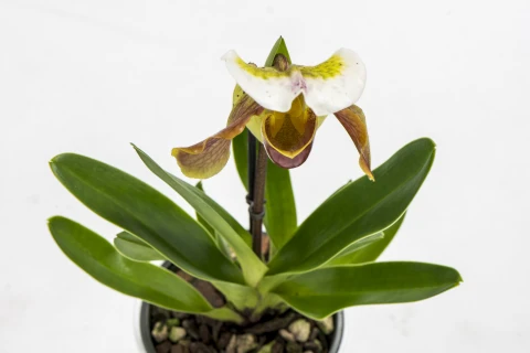Frauenschuh-Orchidee pflegen: So bleibt Ihre Zimmerorchidee gesund und blühfreudig Thumb