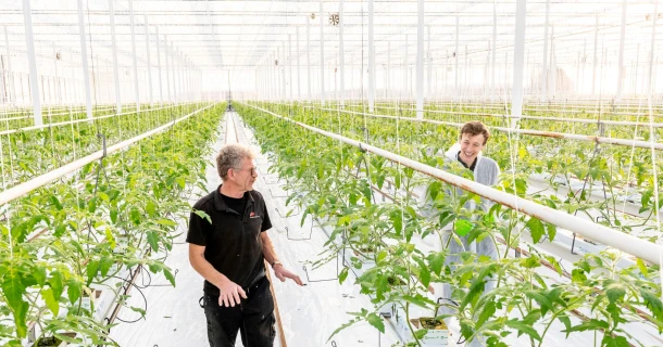 Wie Burg Tomaten das Pepinomosaikvirus erfolgreich unter Kontrolle hält – mit PMV®-01 von DCM Thumb