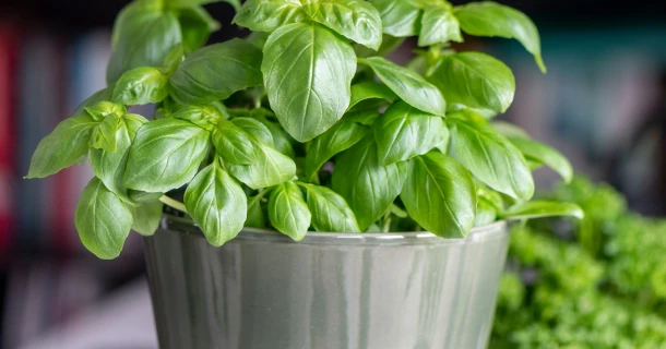 Basilikum selbst anbauen – so gedeiht das beliebte Küchenkraut im Garten & Topf Thumb