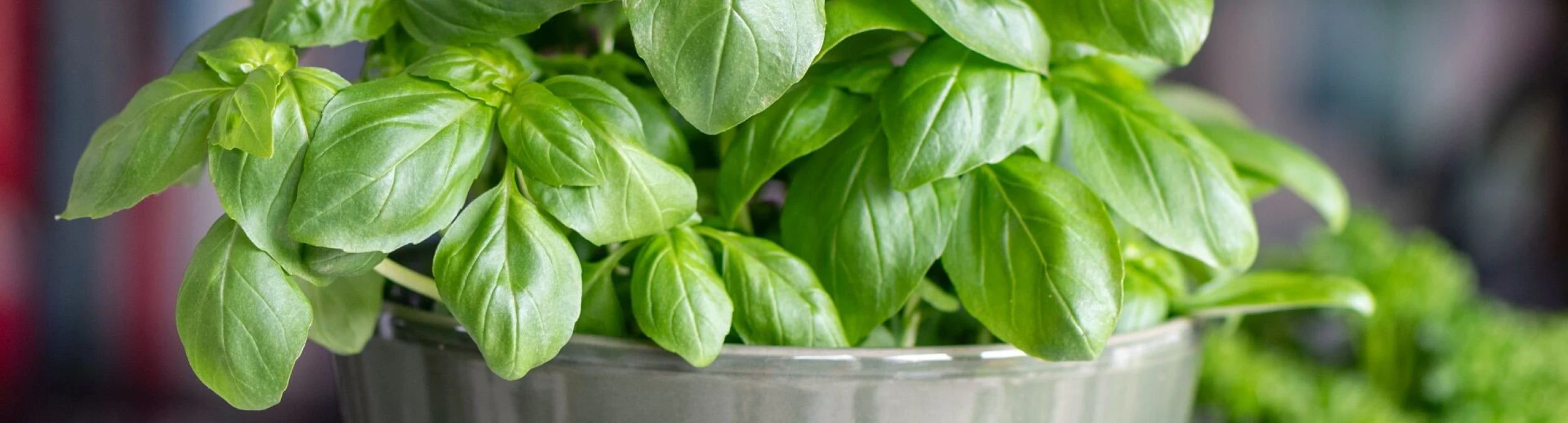 Basilikum selbst anbauen  so gedeiht das beliebte Kchenkraut im Garten &  Topf | DCM