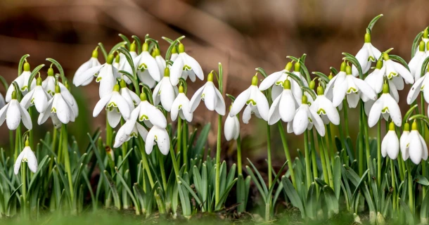 Zwiebelblumen im Herbst pflanzen – für ein blühendes Frühlingserwachen Thumb