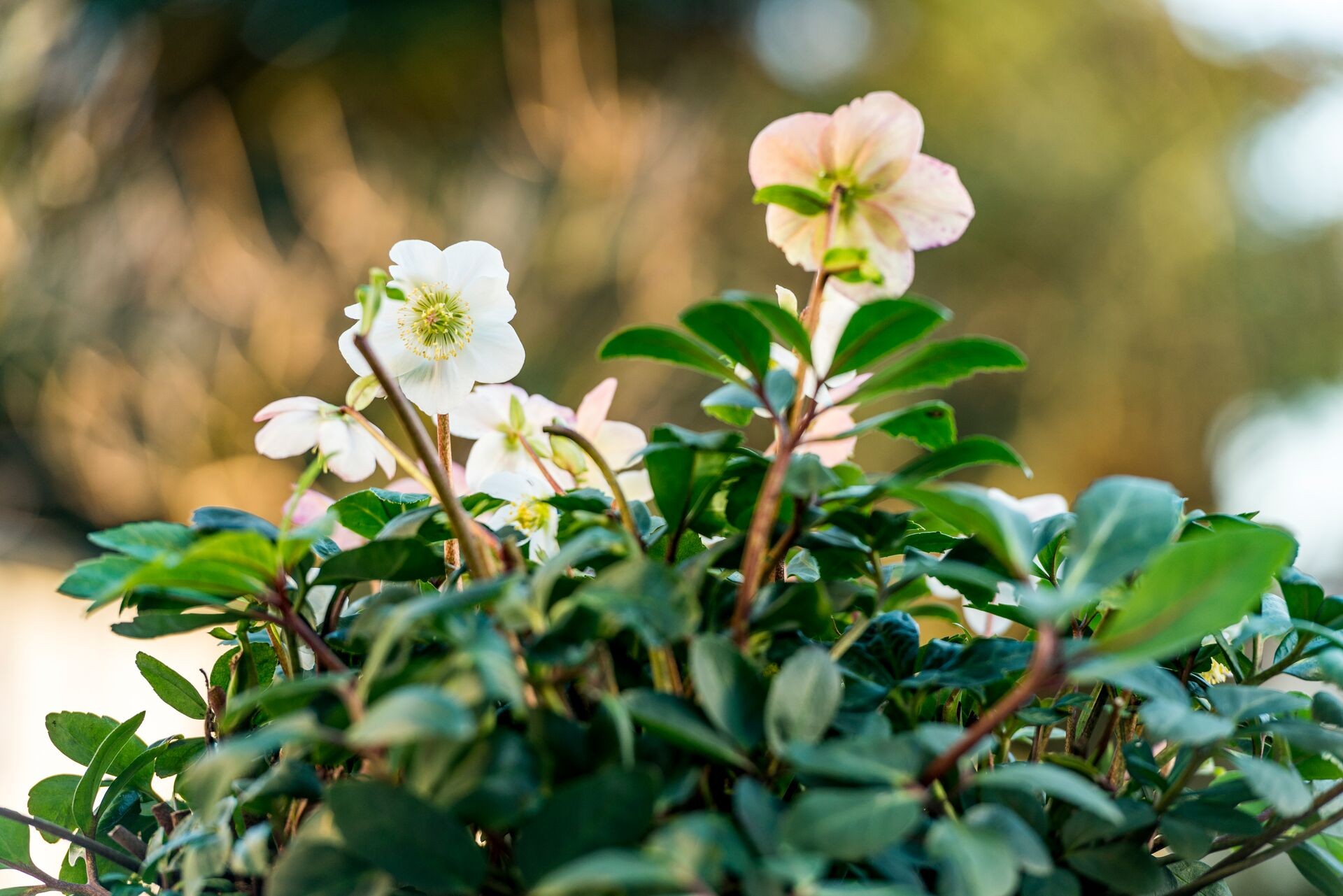 Die Christrose – Pflege in Haus und Garten Thumb