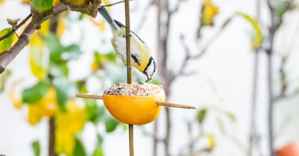 Wintervögel und Wildtiere im Garten – so helfen Sie ihnen durch die kalte Jahreszeit Thumb