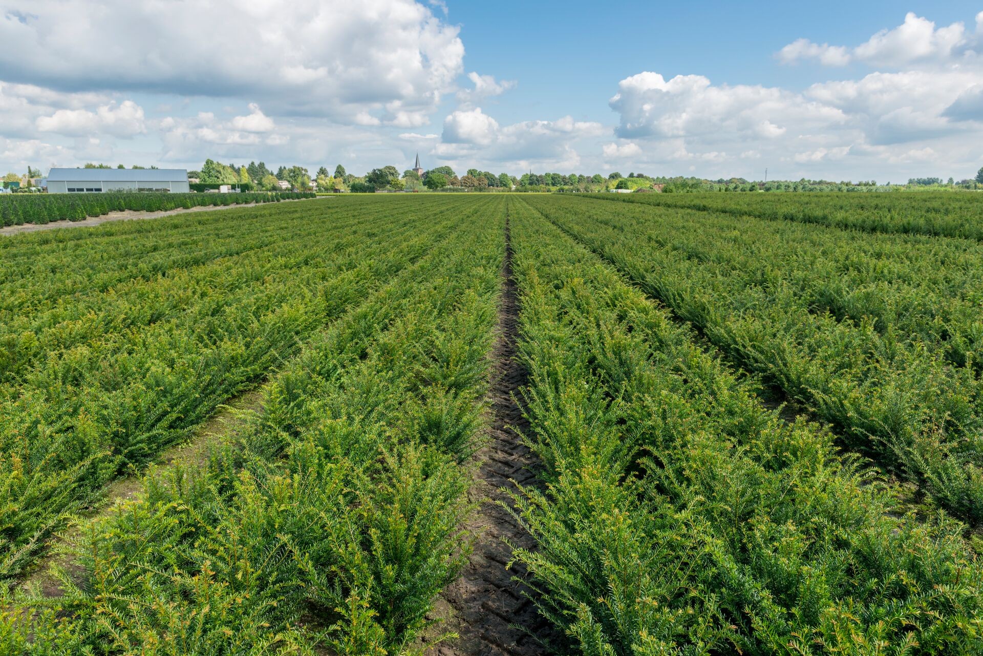 Versuchsergebnisse CUXIN DCM AKTIV-ERDE – Taxus: besseres Anfangswachstum und tiefgrüne Farbe Thumb