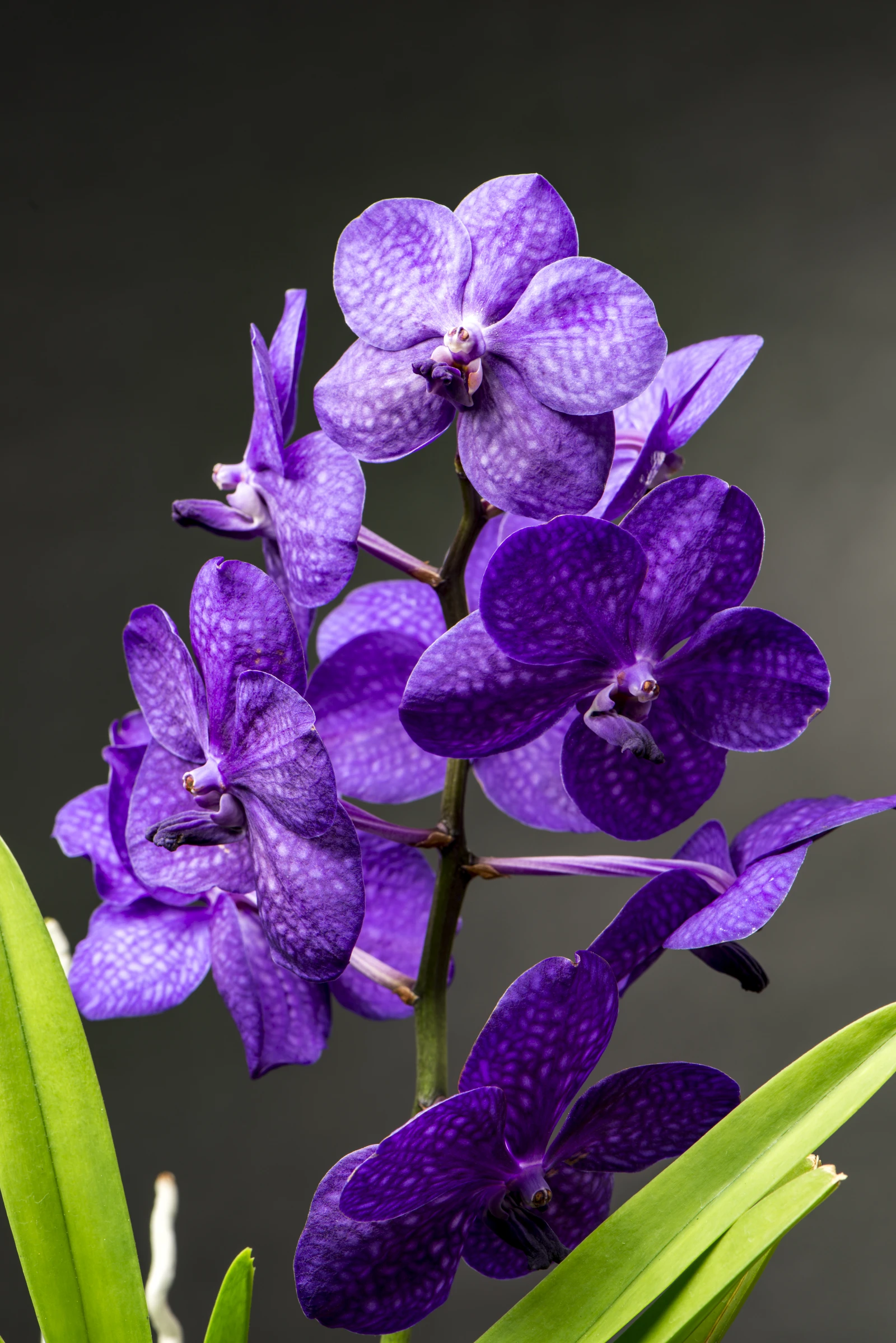 Beispiel einer Vanda Orchidee