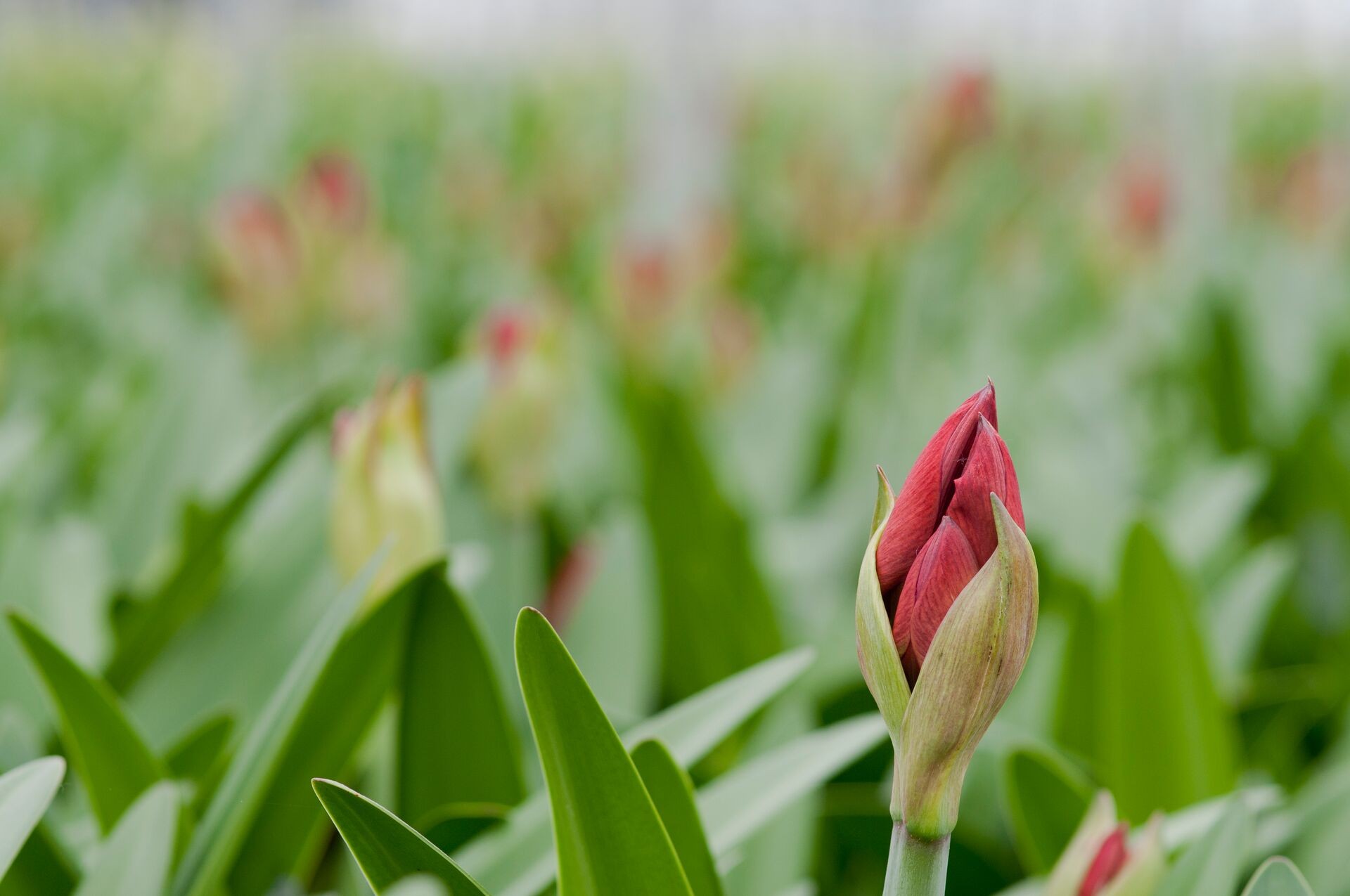 Pflege der Amaryllis – So bleibt die beliebte Weihnachtsblume über Jahre erhalten Thumb