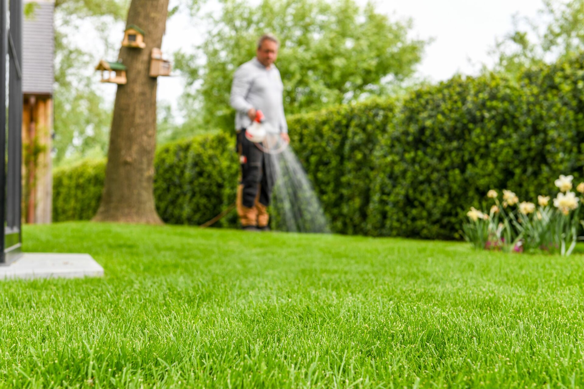 Innovativer Rasendünger flüssig: DCM LIQUID GREEN Thumb