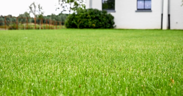 Sommer-Fusariose im Rasen erkennen und behandeln - Ursachen & Tipps Thumb