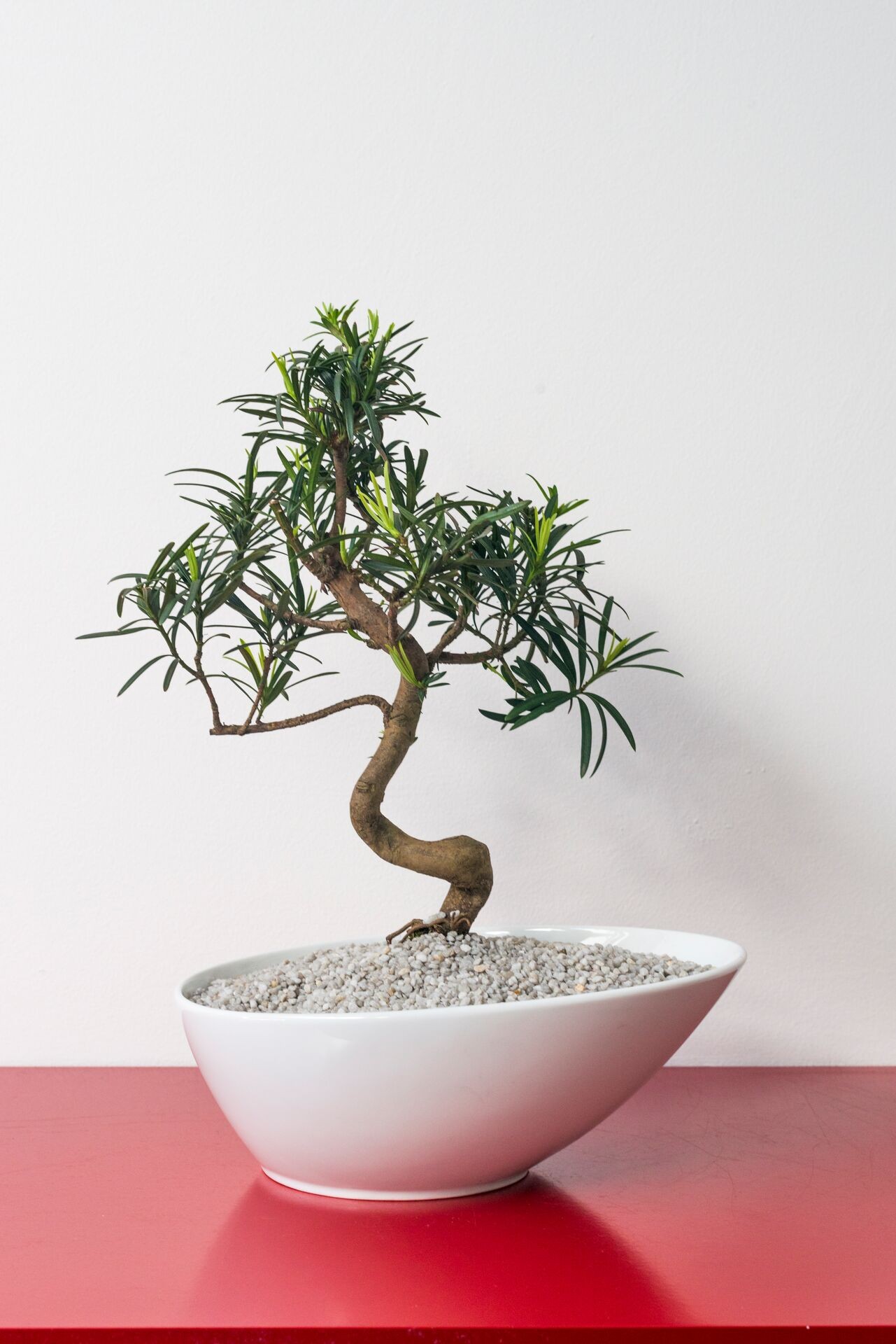 Bonsai-Pflege: So gießen und düngen Sie richtig Thumb