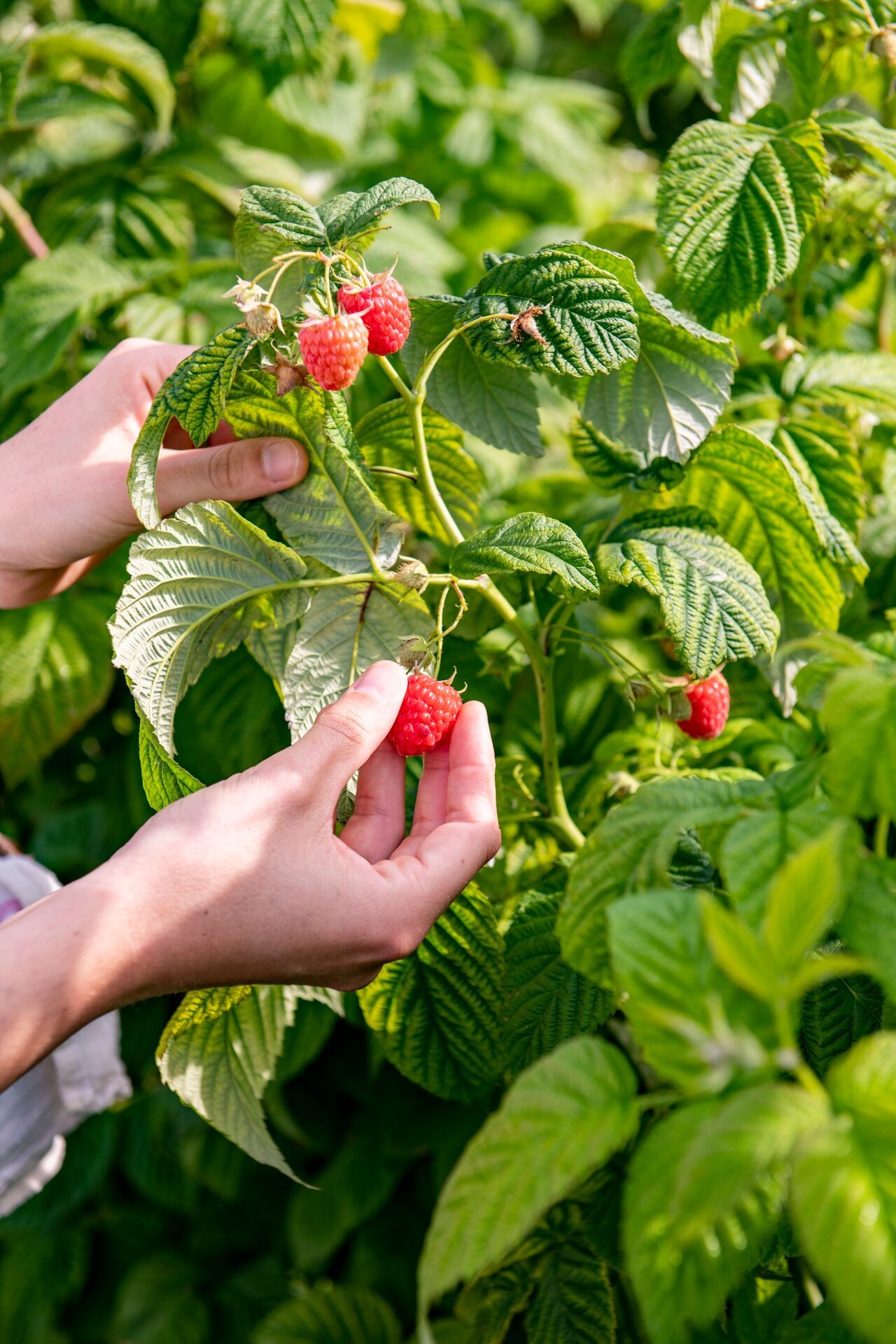 Himbeeren selbst anbauen – gesunde Früchte aus dem eigenen Garten Thumb