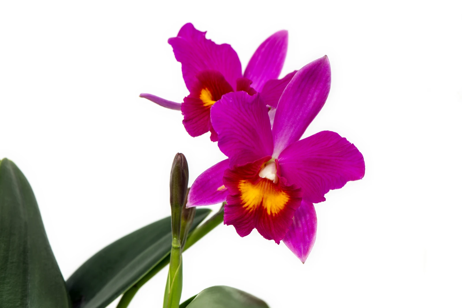 Cattleya Orchidee