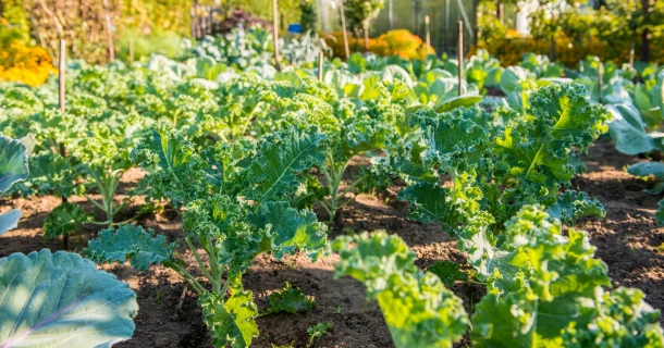 Kohl erfolgreich anbauen: Tipps für Garten & Balkon Thumb
