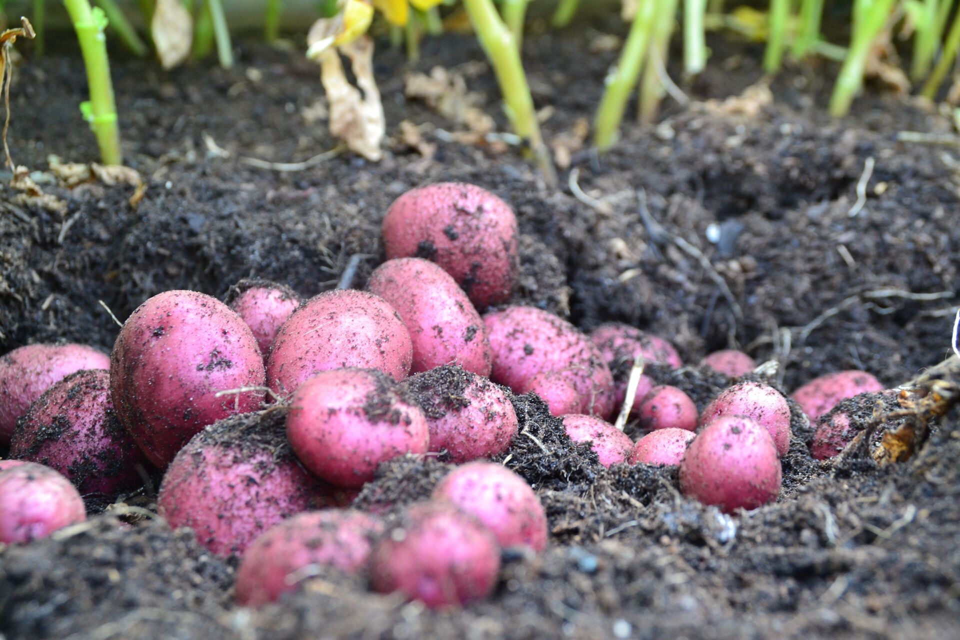 Kartoffeln im Garten anbauen: Die besten Tipps Thumb