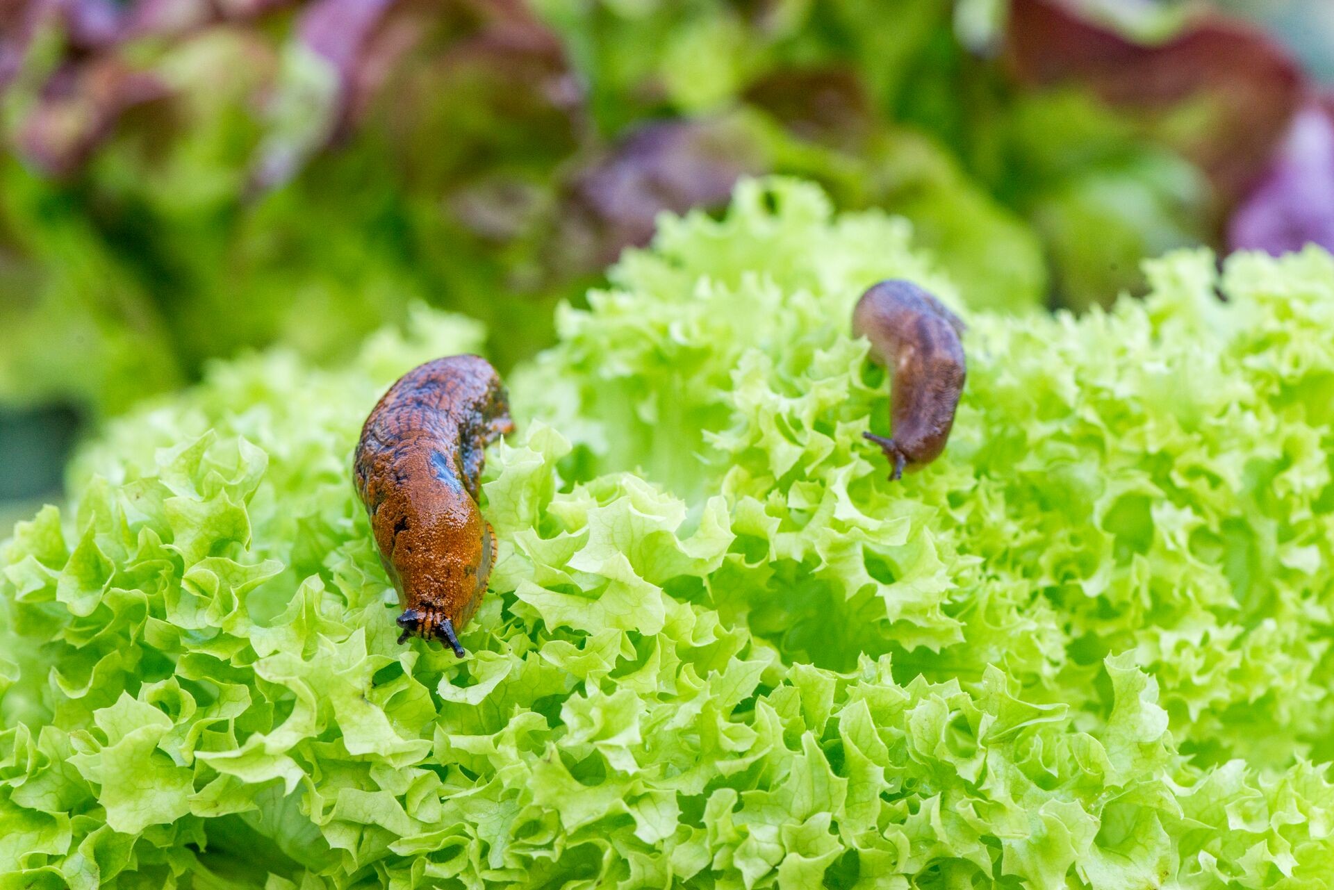 Schnecken im Garten natürlich fernhalten Thumb