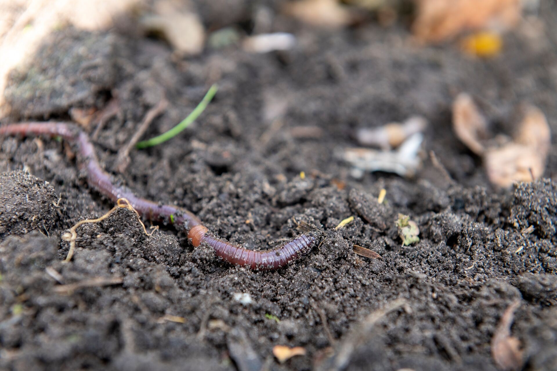 Den Gartenboden verbessern: Die wichtigsten Tipps Thumb