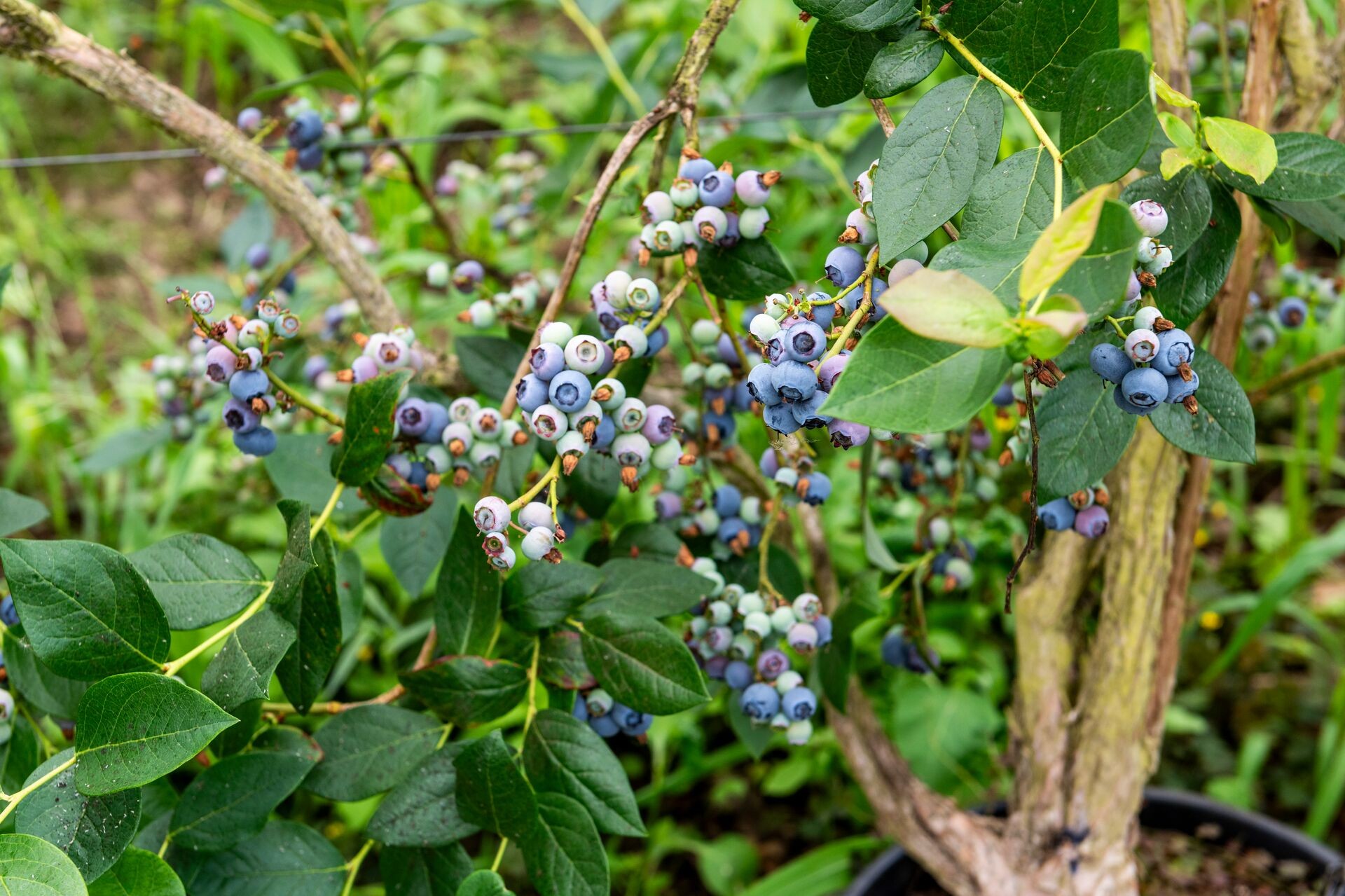 Heidelbeerstrauch – Anbau, Sorten & Rezepte Thumb
