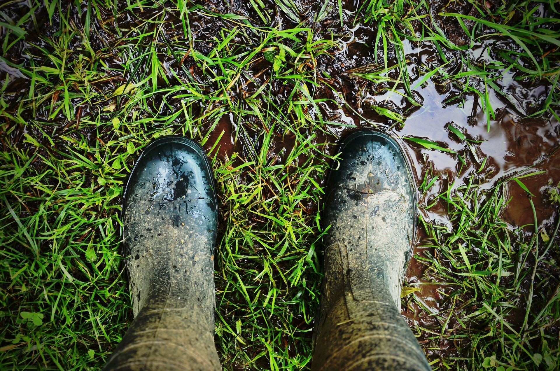 Wenn das Wasser auf dem Rasen steht - Tipps für Gartenbesitzer Thumb