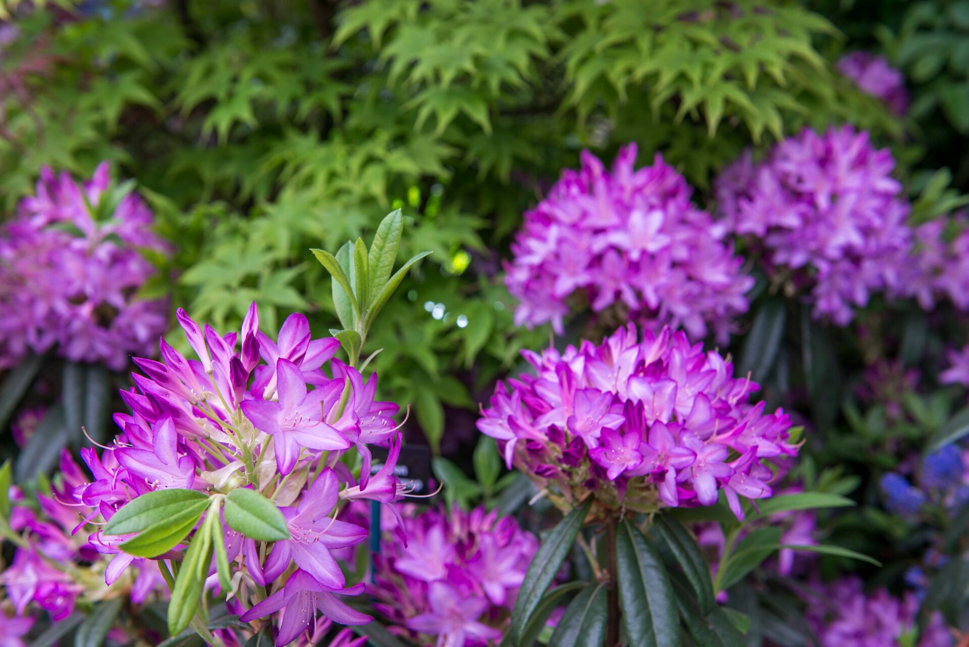 Rhododendren Pflege. Die wichtigsten Tipps. Thumb