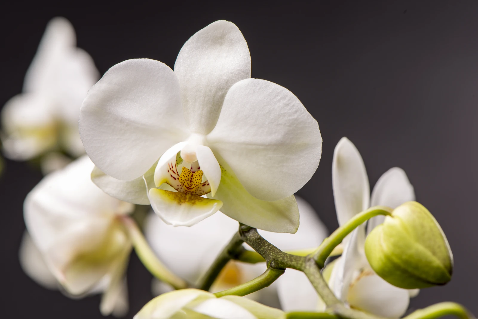 Phalaenopsis (Schmetterlingsorchidee)