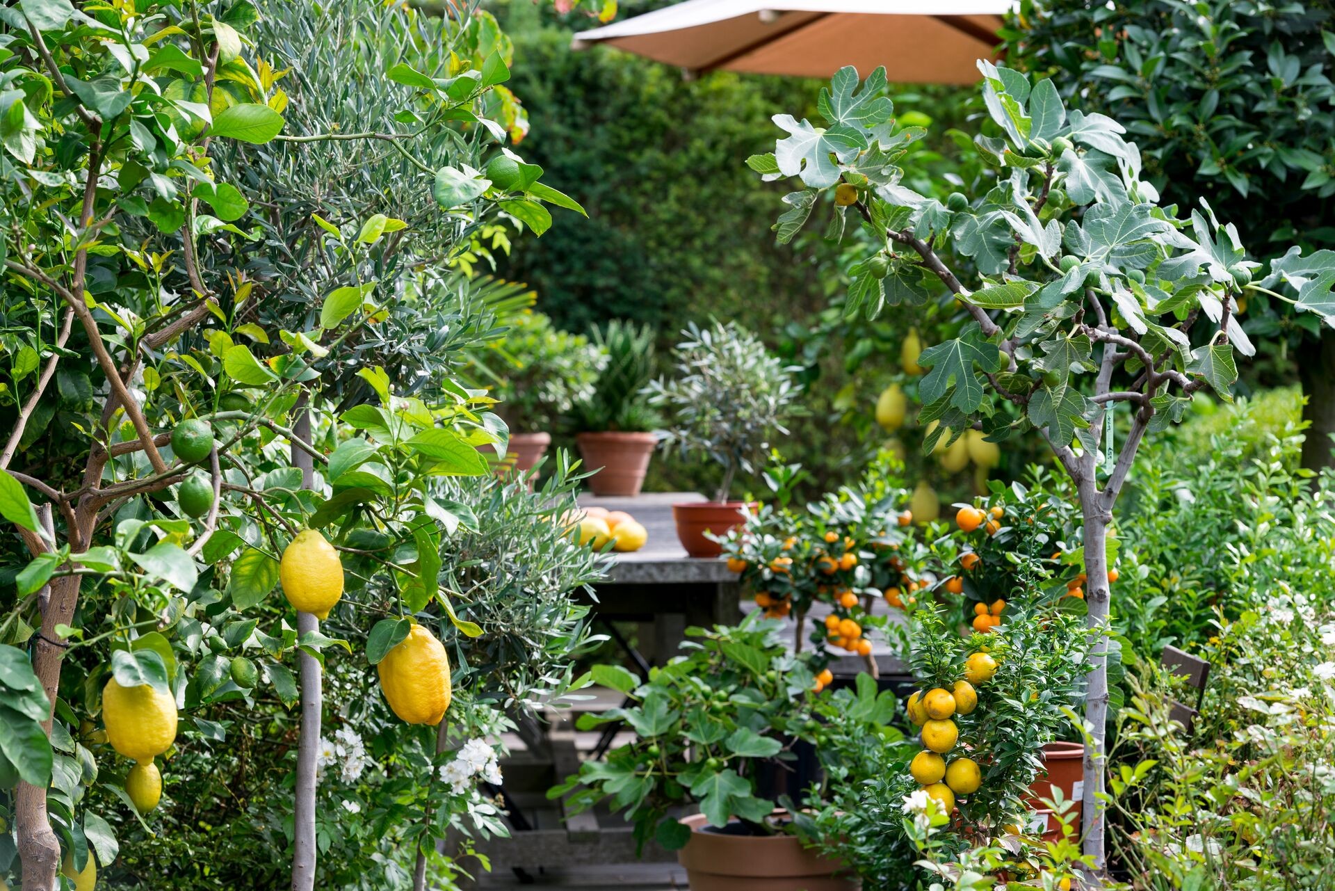 Mediterrane Pflanzen im Kübel pflanzen und pflegen Thumb