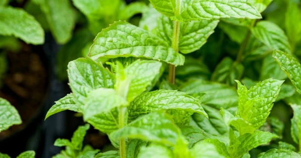 Minze – Vielfalt, Gesundheit und Genuss aus dem eigenen Garten Thumb