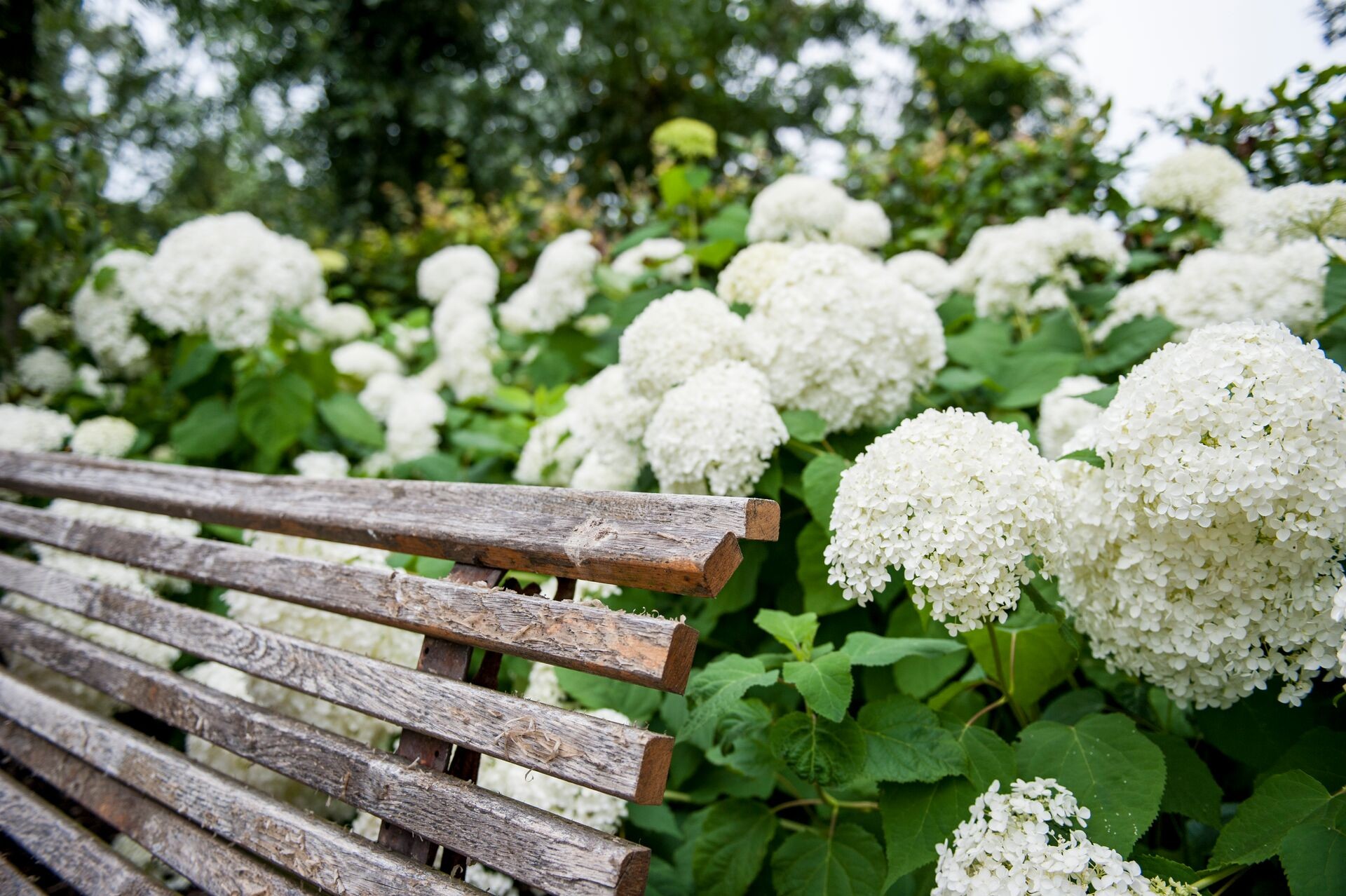 Header image alt