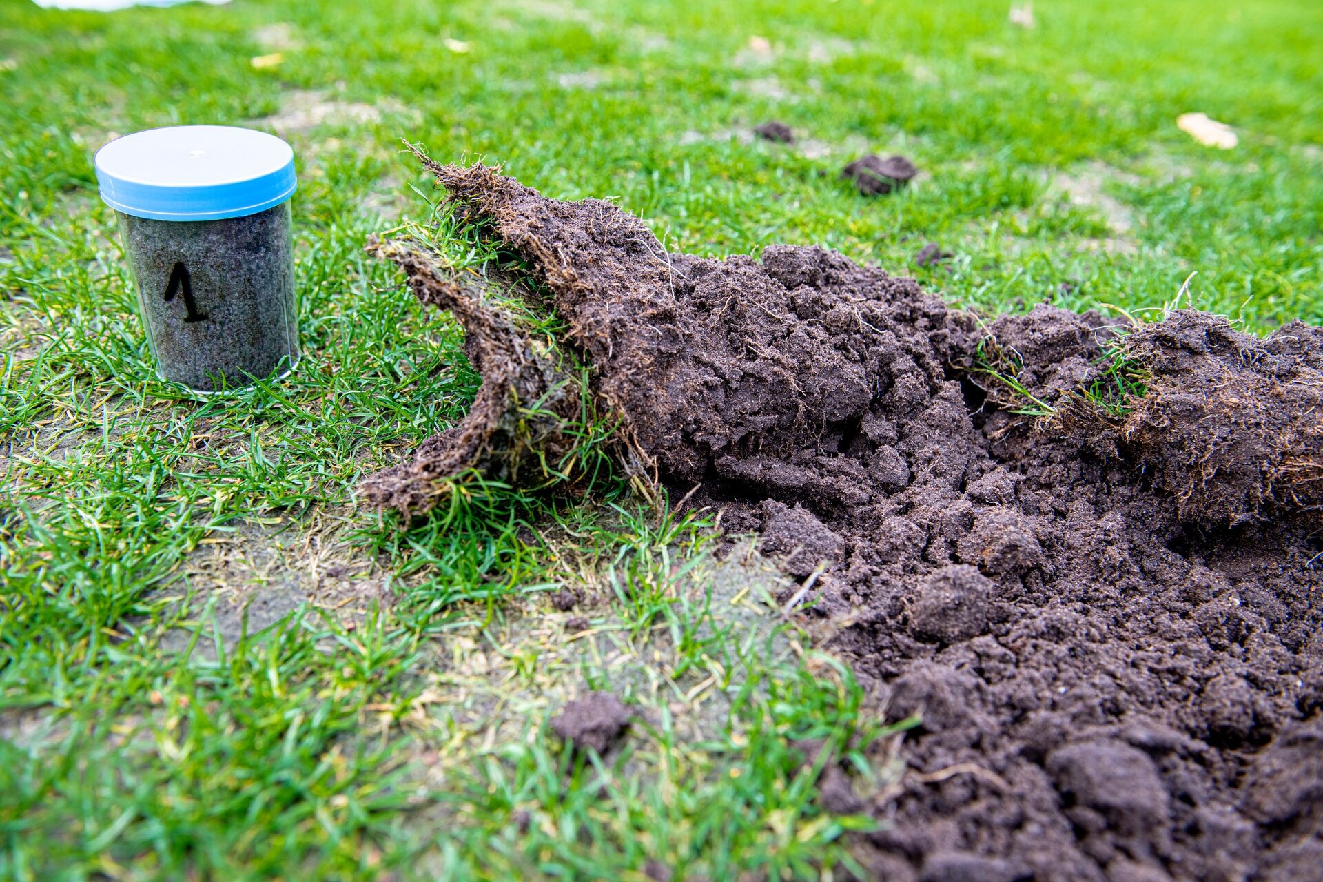 Rasen-Probleme loswerden Thumb
