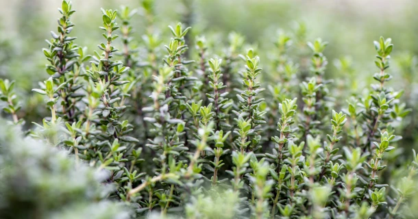 Thymus vulgaris pflanzen – Pflege, Sorten und Tipps zum Anbau Thumb