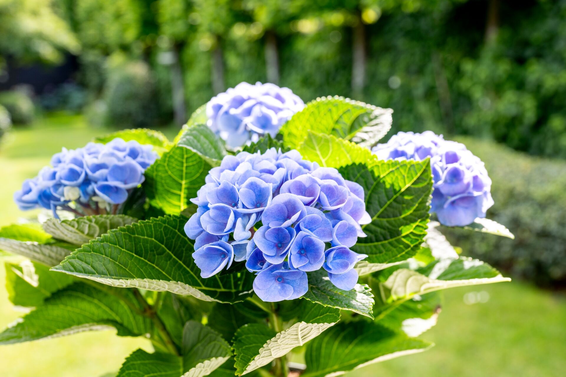 Hortensien blau färben: Vorgehen für eine intensiv blaue Blütenfarbe Thumb
