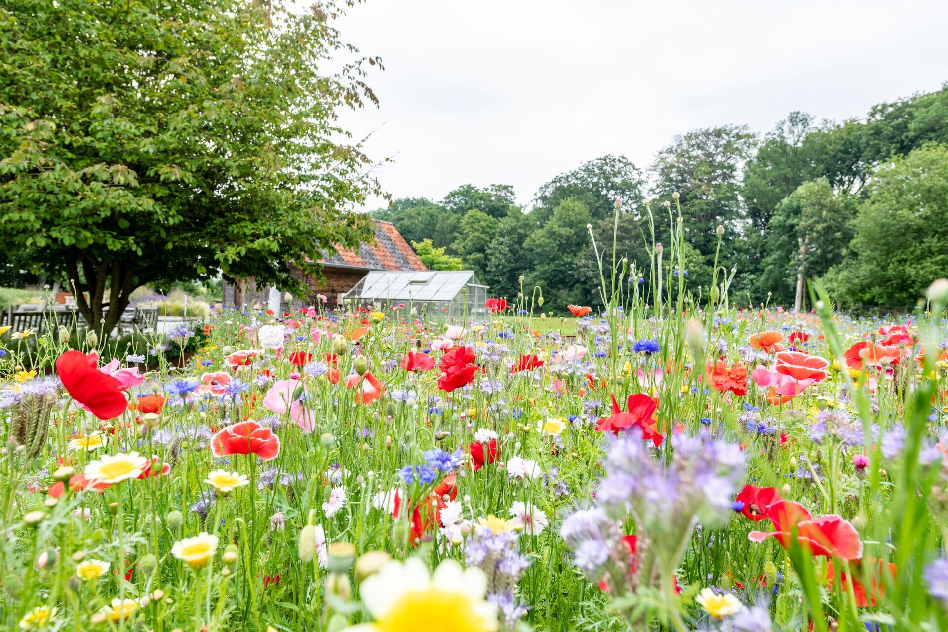 Blumenwiese anlegen: Blütentraum für mehr Artenvielfalt Thumb