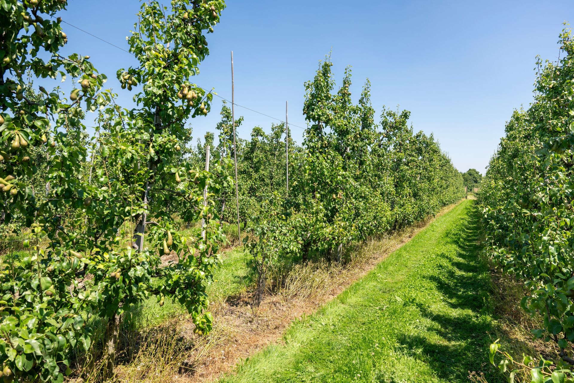 DCM Leafgel® NK: ein Durchbruch in der nachhaltigen Pflanzenernährung für Landwirtschaft und Gartenbau Thumb