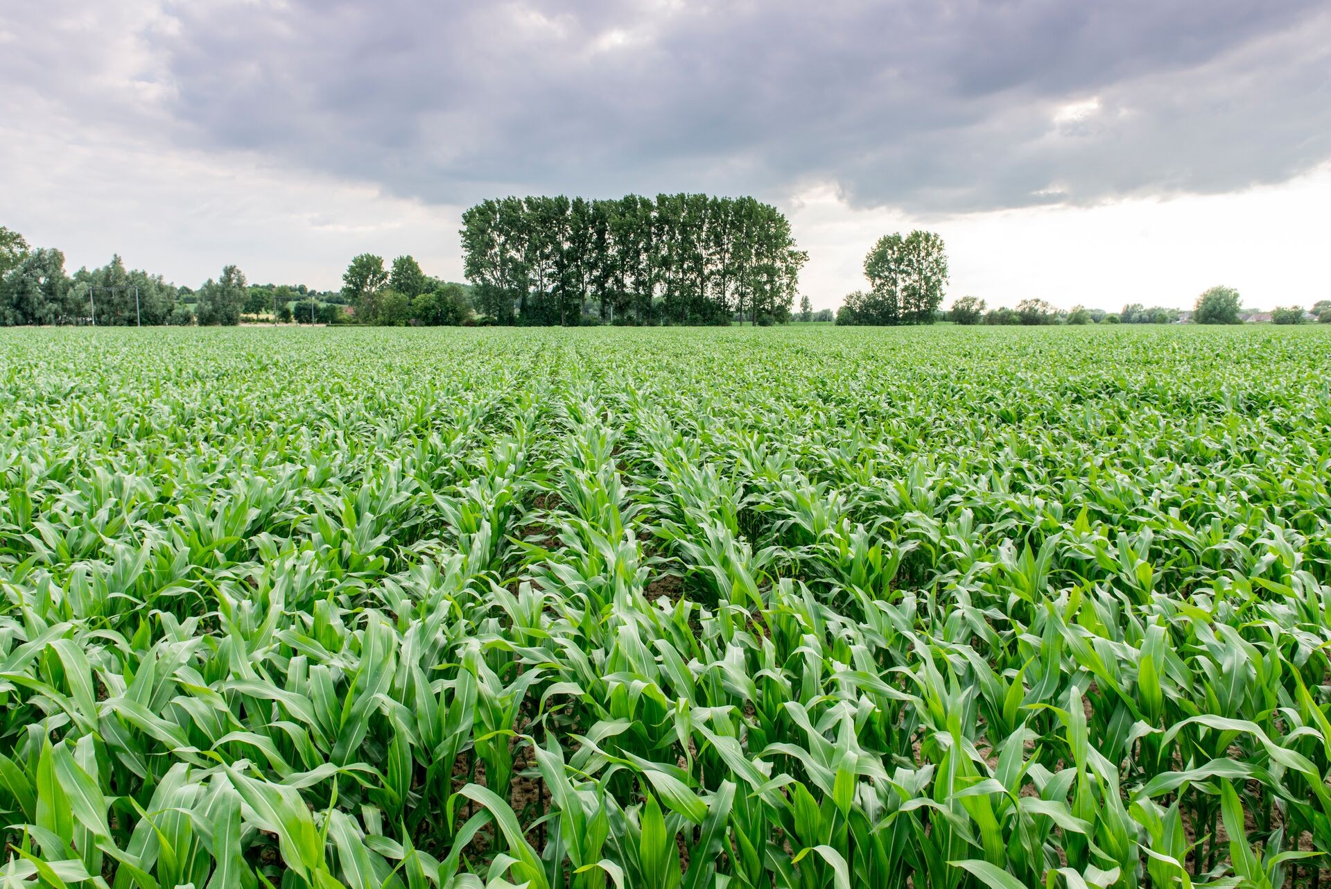 DCM STARTEC®: Starterdünger für Mais mit hohem Phosphorgehalt und organischen Nährstoffen Thumb