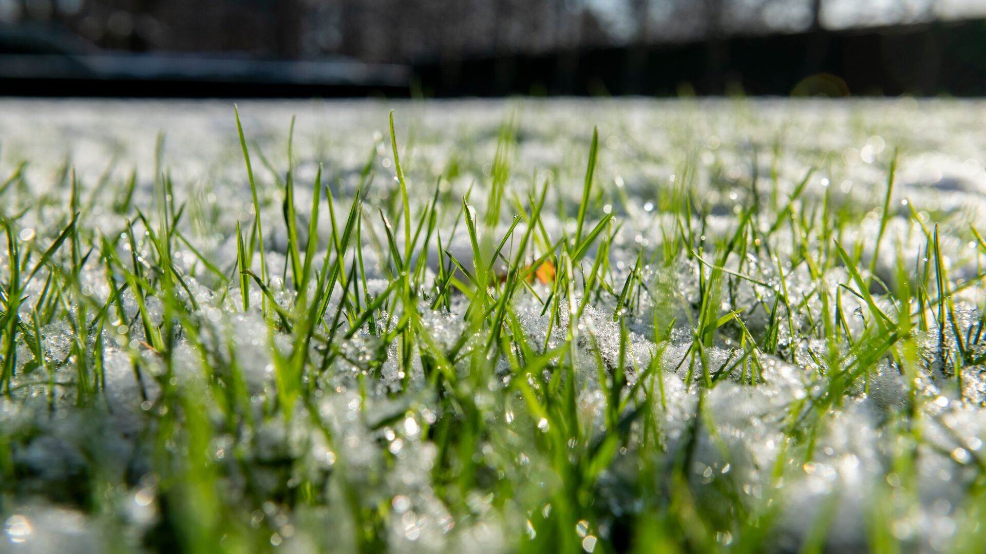 Rasenpflege im Winter Thumb