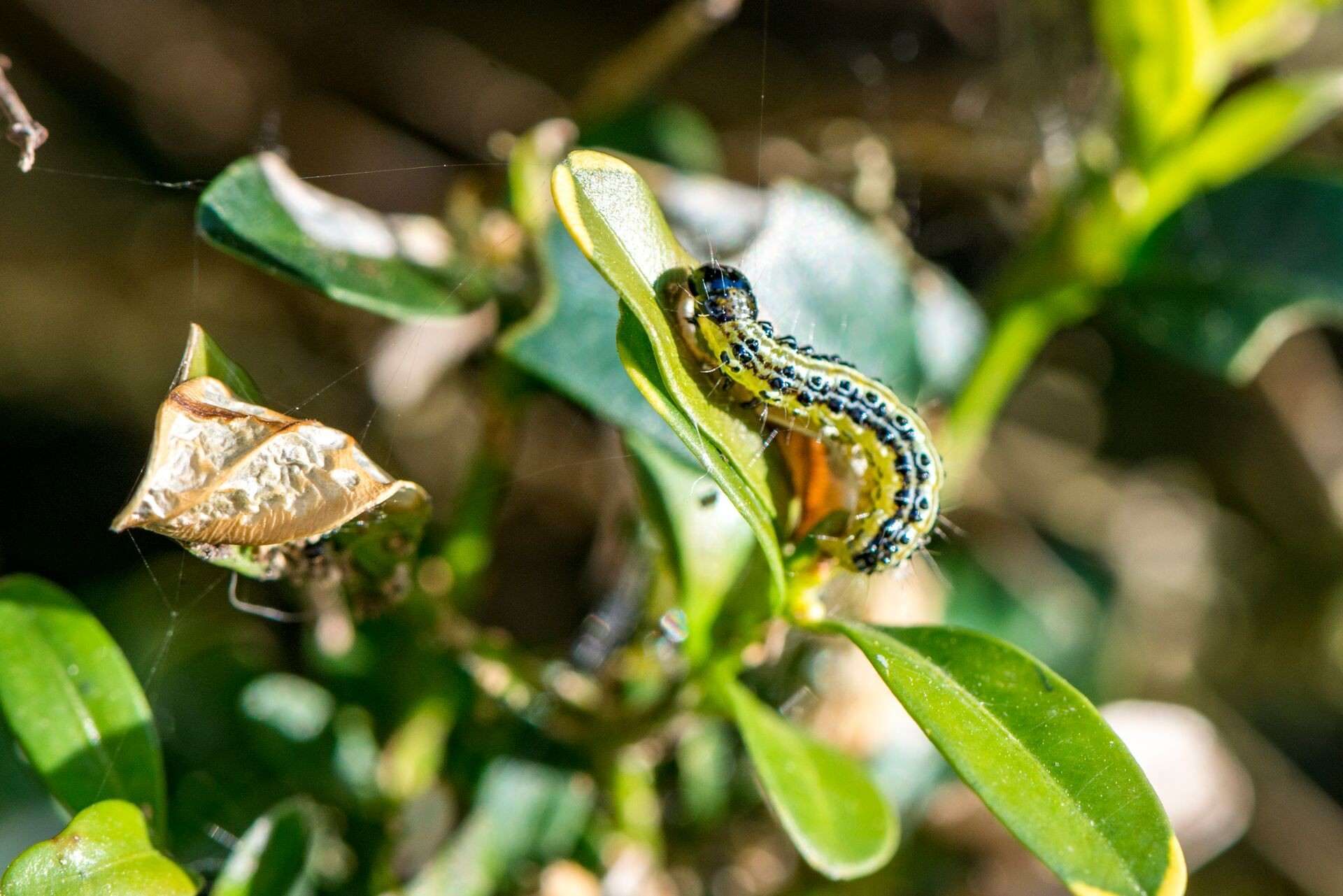 Buchsbaumzünsler bekämpfen – mit Pheromon-Falle vorbeugen Thumb