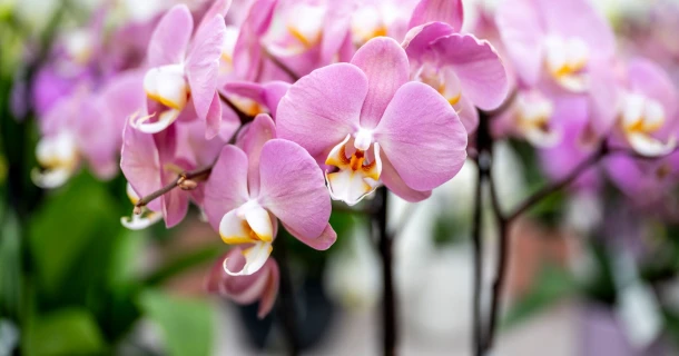 Mehr als Phalaenopsis: Orchideen für die Fensterbank richtig pflegen Thumb