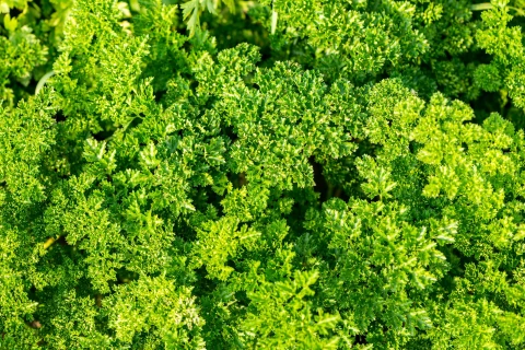 Petersilie selbst anbauen – frisches Grün aus dem eigenen Garten, Topf oder Hochbeet Thumb
