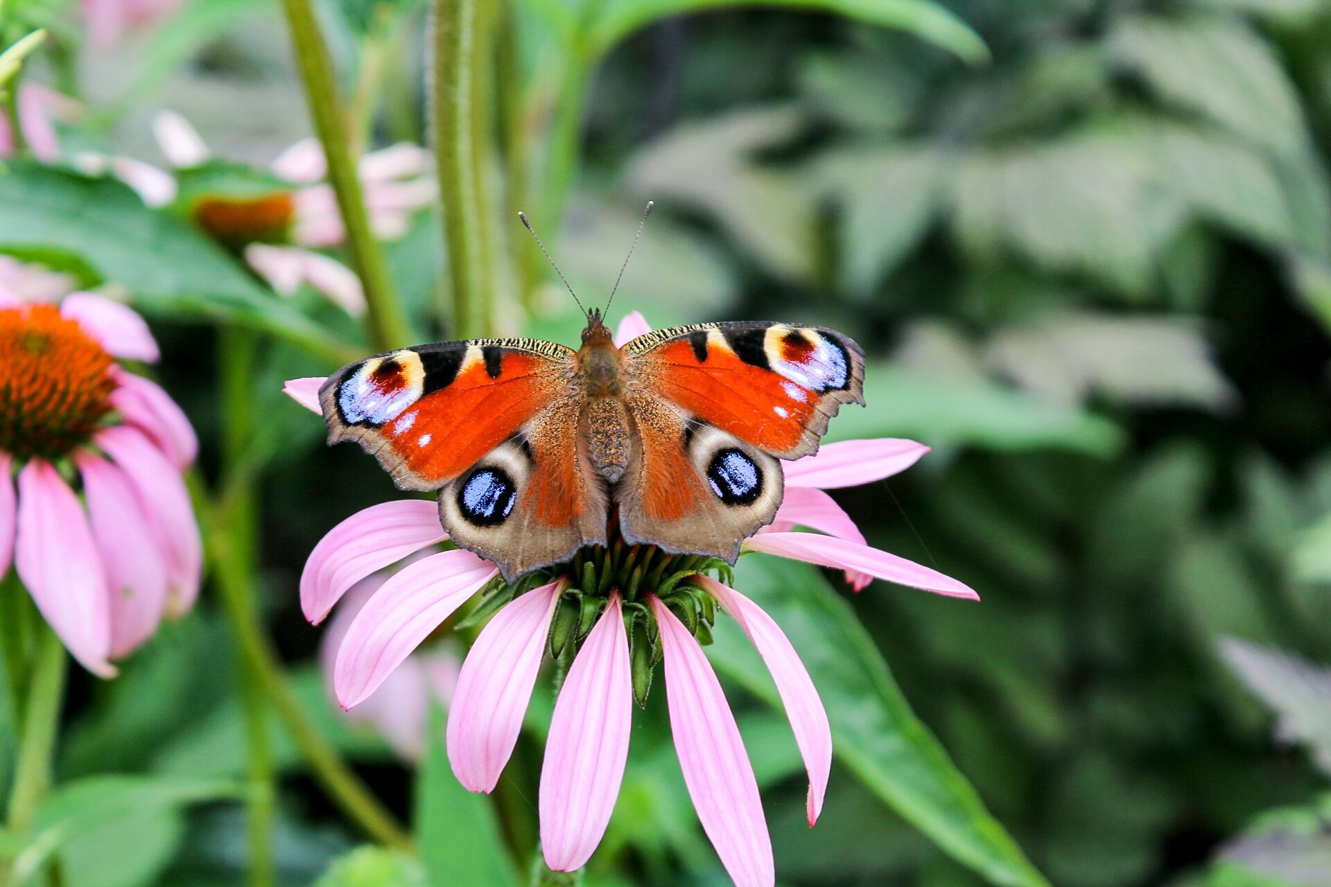 Heimische Schmetterlinge im Garten Thumb