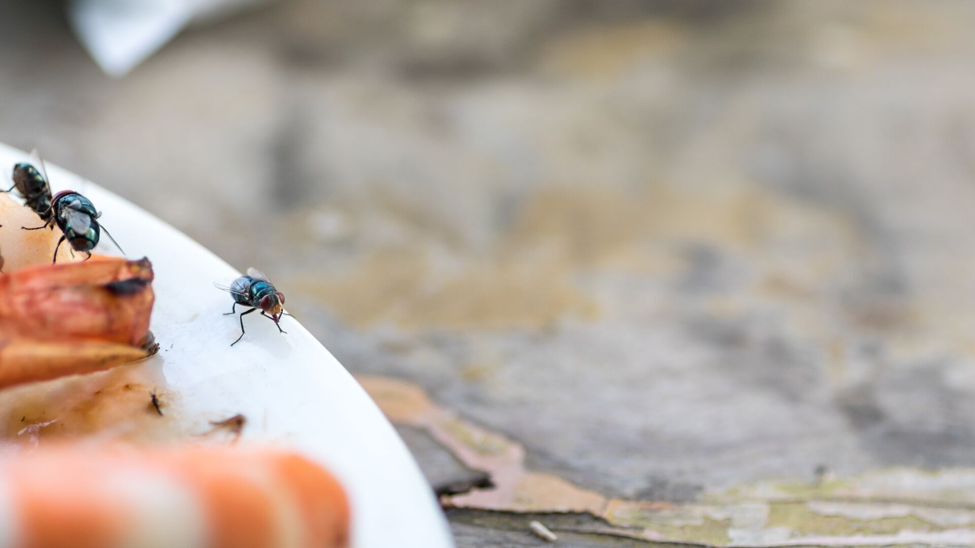 Fliegenfalle: Vorteile und Tipps zur Anwendung Thumb