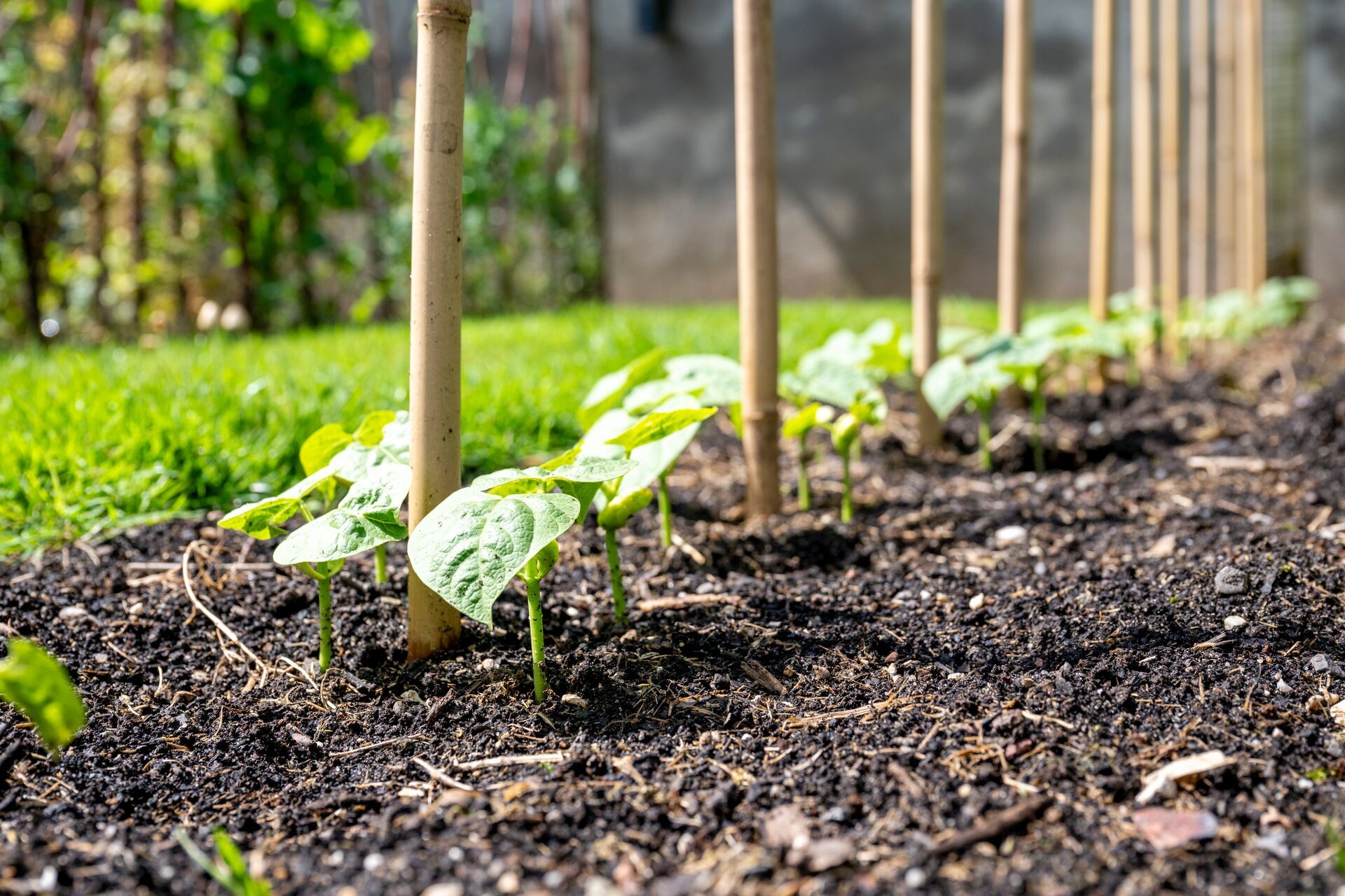 Humus – die Essenz eines gesunden Gartenbodens Thumb