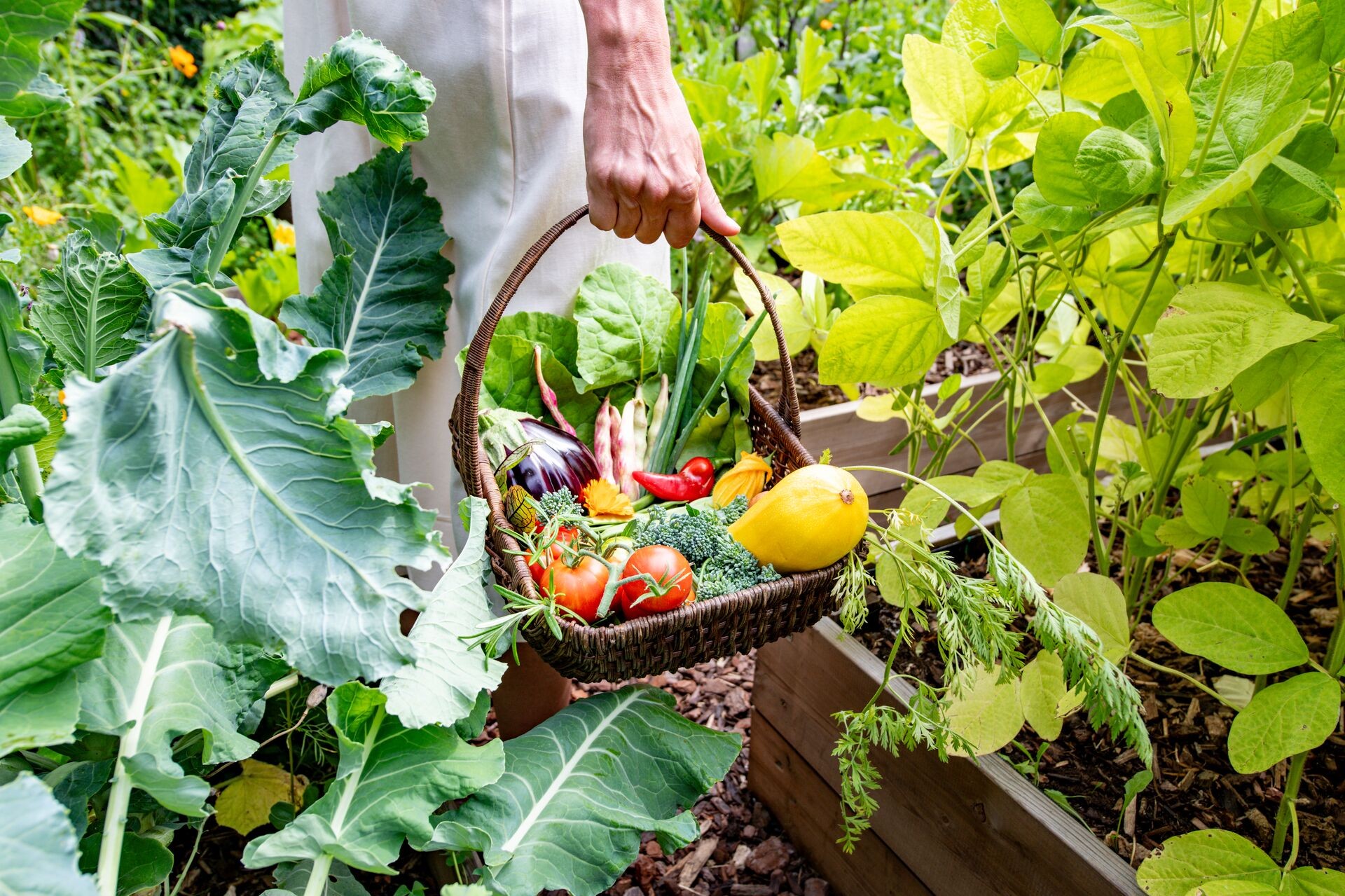 Sommergemüse: Gemüse erfolgreich im Sommer anbauen Thumb