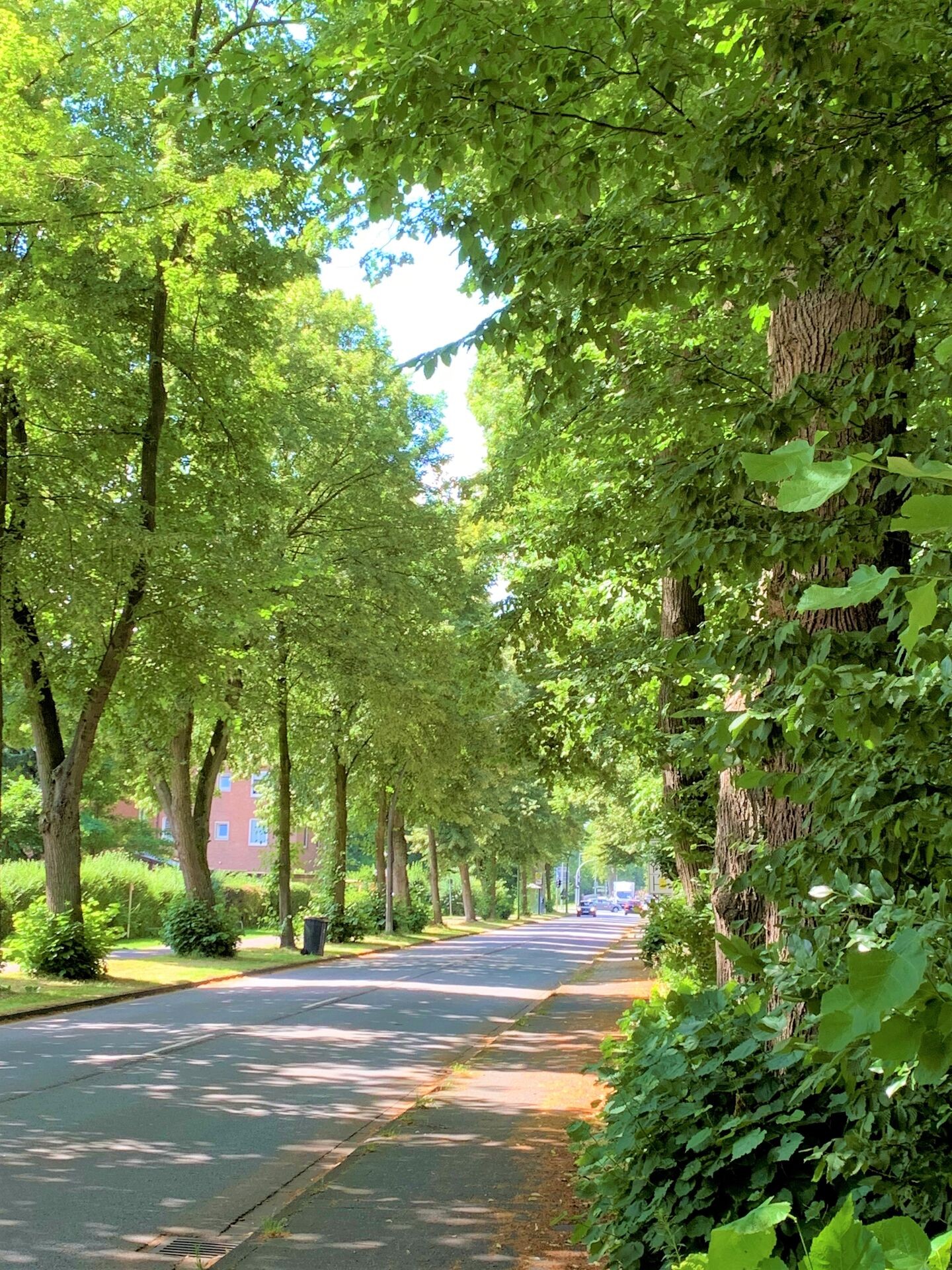Die Stresstoleranz von Stadtbäumen nachhaltig fördern Thumb